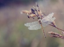 Crystal ..) / ***