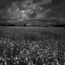 Chamomile summer / ***