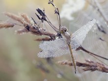 Crystal-2 / ***