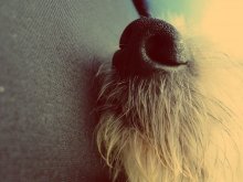 nose / ***