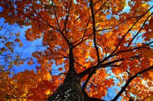 Autumn / ***