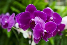 Wild Orchid / ***