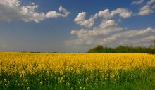 Flag of Ukraine. / ***