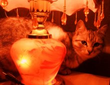 Cat / ...