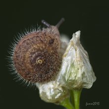 Shaggy Schnecke. / ***