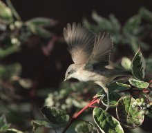 Flying out of the bush / ***