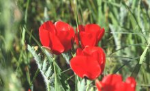 Poppies / ***