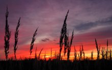 Flame of sunset / ***
