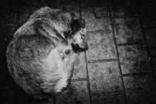 Hund / ***