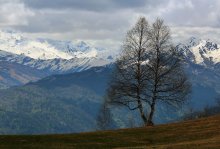 Landschaft mit Birken / ***