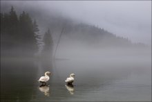 Morning for two / ***