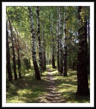 The path / ***