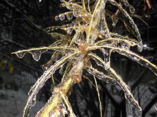 Spinne / ***