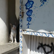 cheap popular cat / .........
