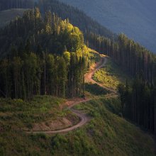 forest road / ***