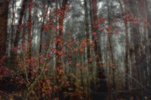 Krasna Berry / ***