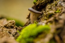 Mushroom / ***