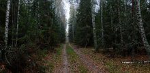 In spruce / ***