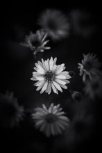 Flower / Flower