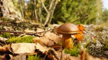 flywheel-boletus / ***