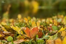Autumn leaf, maple leaf / ***
