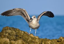 Seagull / ***