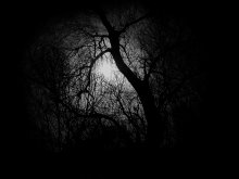 Black Forest / ***