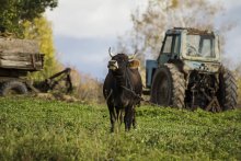 Rural motive / ***
