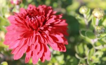 Blume / ***