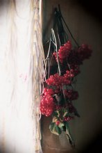 Viburnum / ***