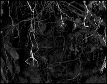 The nerves of the forest / ***