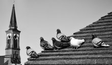 Pigeons / ...