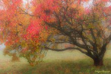 Herbst / ***
