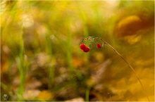 Atem des Herbstes ... / ***