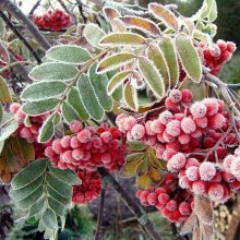 Breath of winter. / ***