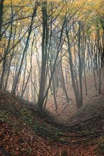 Autumn / ***