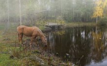 Equine-nebelig) / ...