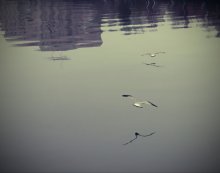 Flight / ***