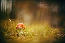 ... In einem Märchen ... / ***