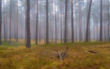 Im Wald / ___
