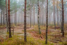 Am Morgen ist der Wald. / ___