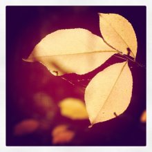 trileaf / ***