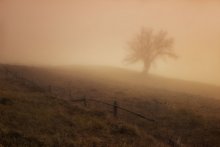 Lost in the mist / ***