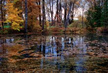 Overgrown pond / ***