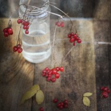 Red viburnum ... / .........