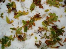 Frohe Sitchikov. / ***