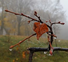 Fall in tears / ***