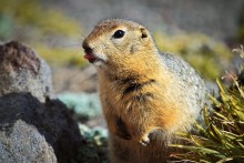 Funny animal emotions))). / ***