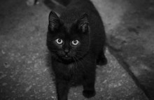 Black kitten / ***