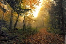 The charm of autumn / ***